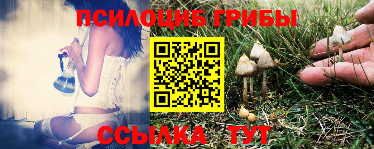 Псилоцибиновые грибы Cubensis Сургут